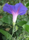 Ipomoea purpurea