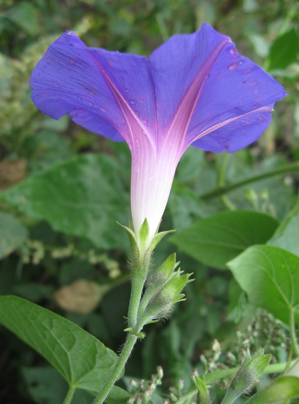 Image of Ipomoea purpurea specimen.
