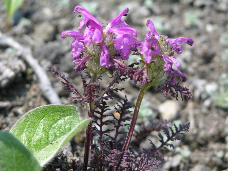 Изображение особи Pedicularis amoena.