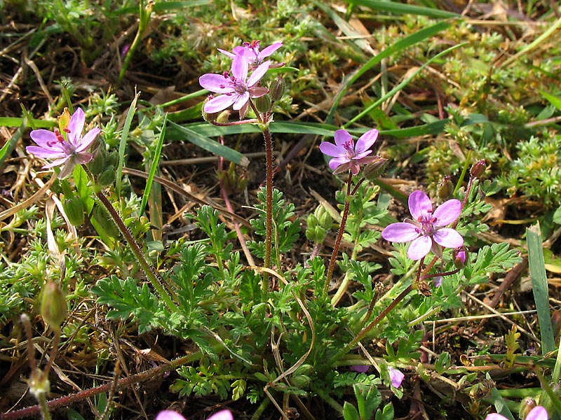 Изображение особи Erodium cicutarium.
