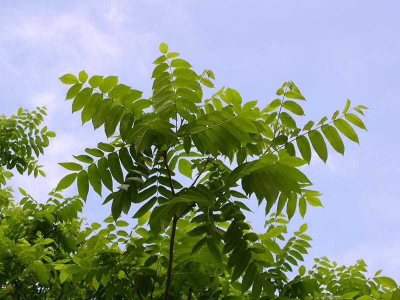 Image of Juglans mandshurica specimen.