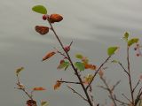 Cotoneaster × antoninae. Ветвь с плодами. Карелия, о. Костьян, берег Белого моря. 13.09.2009.
