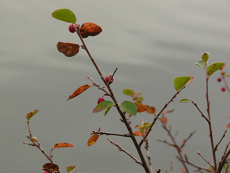 Image of Cotoneaster &times; antoninae specimen.