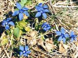 Gentiana uniflora