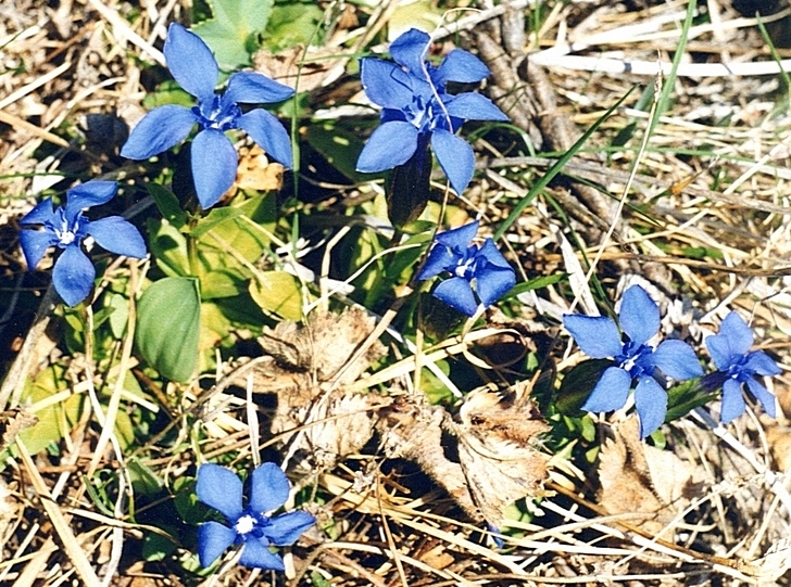 Image of Gentiana uniflora specimen.