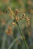 Schoenoplectus lacustris. Верхушка побега с соцветием. Белгородская обл., с. Хотмыжск, берег р. Ворскла. 02.07.2009.