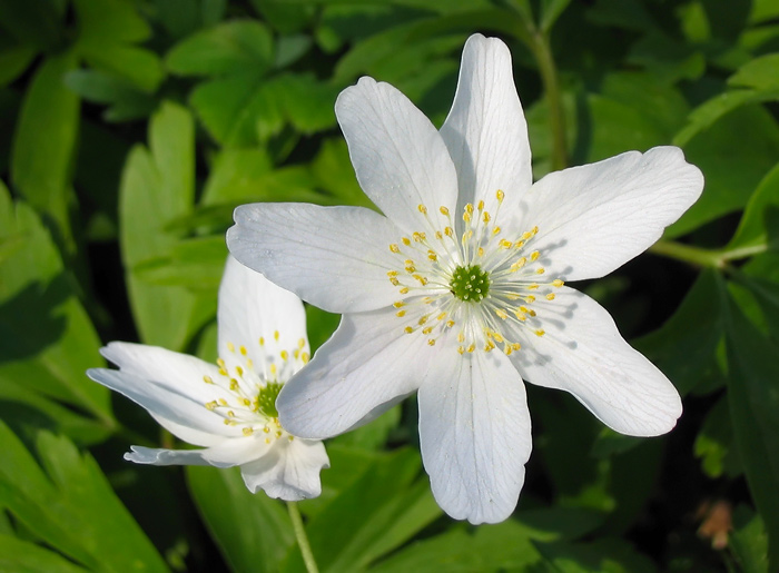 Image of Anemone nemorosa specimen.