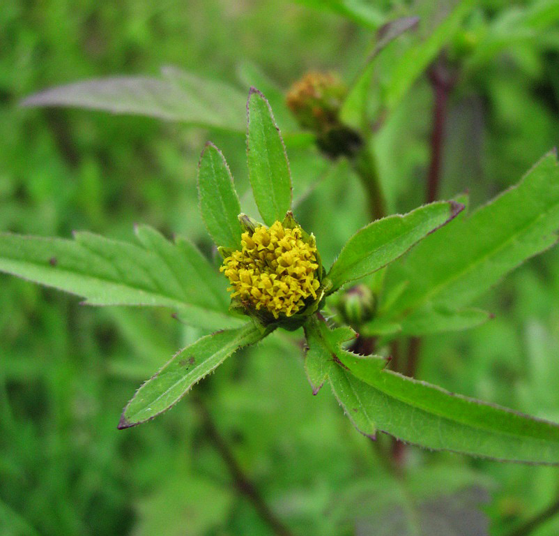 Image of Bidens tripartita specimen.