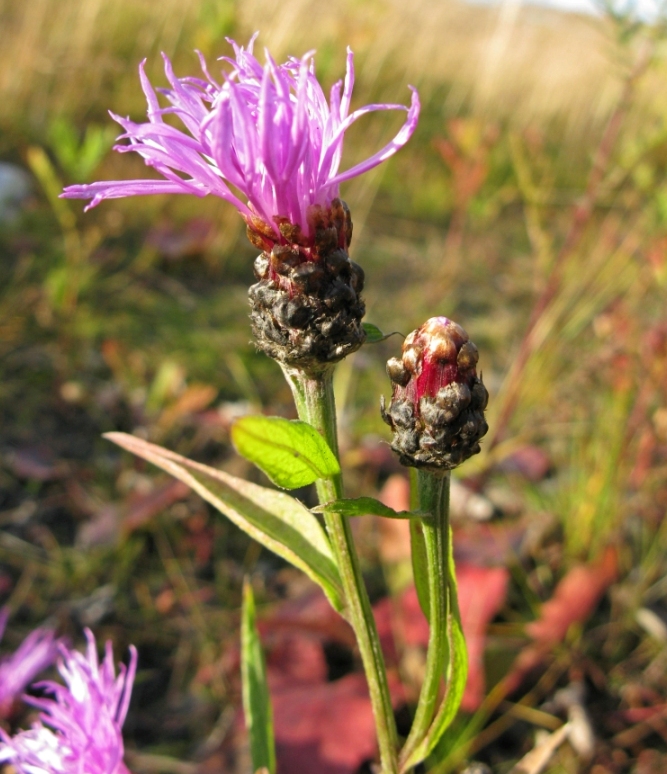 Image of Centaurea jacea specimen.