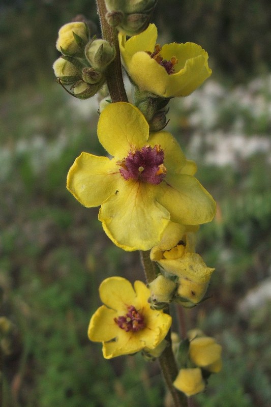 Image of Verbascum marschallianum specimen.
