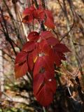 Aralia elata