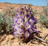 Cistanche salsa