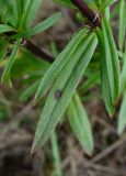 Silene tatarica