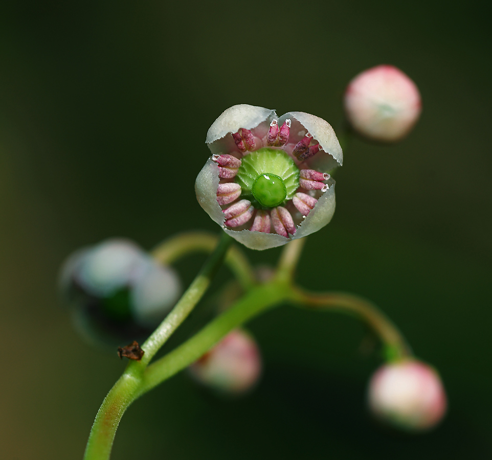 Image of Chimaphila umbellata specimen.