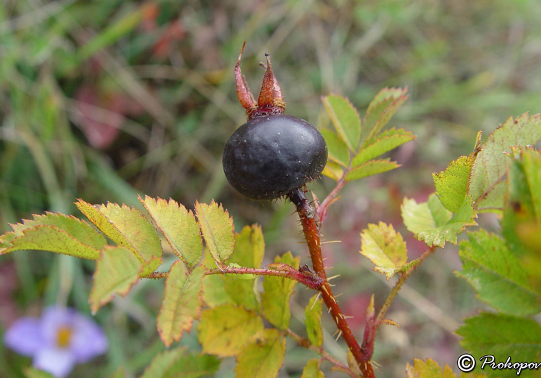 Image of Rosa spinosissima specimen.