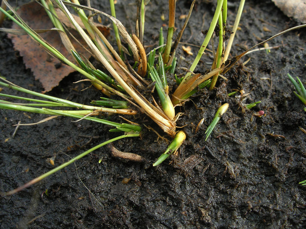 Image of Rhynchospora alba specimen.