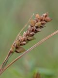 Carex panicea