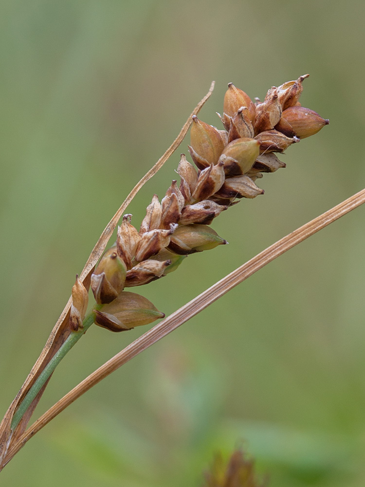 Изображение особи Carex panicea.