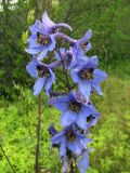 Delphinium elatum. Соцветие. Иркутская обл., г. Бодайбо, правый борт долины р. Витим, кустарник вдоль берега. 03.08.2014.