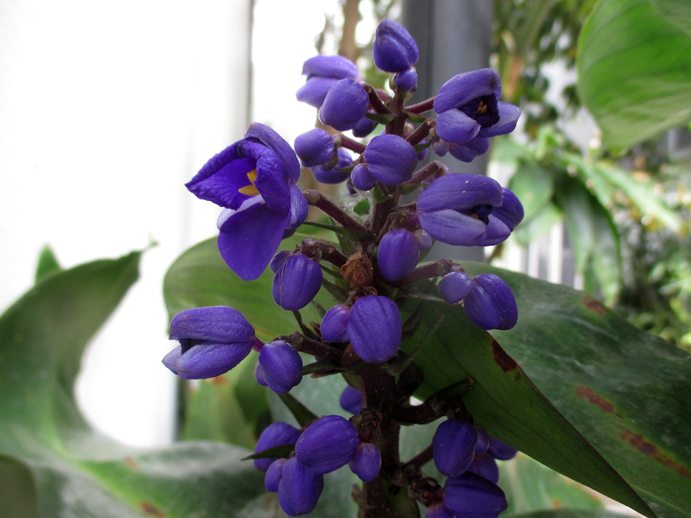 Image of Dichorisandra thyrsiflora specimen.