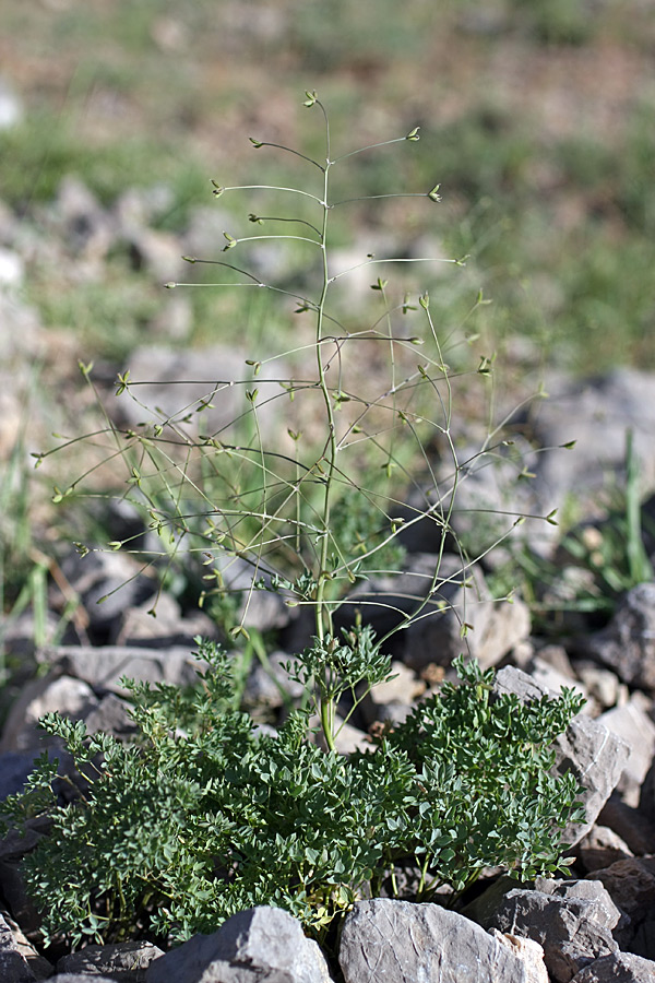 Изображение особи Thalictrum isopyroides.