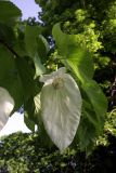 Davidia involucrata variety vilmoriniana