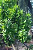 Euphorbia neriifolia