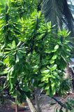 Euphorbia neriifolia. Ветви вегетирующего растения. Андаманские острова, остров Хейвлок, в культуре. 30.12.2014.
