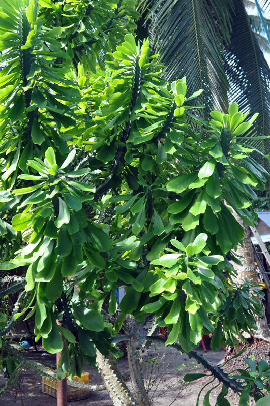 Image of Euphorbia neriifolia specimen.