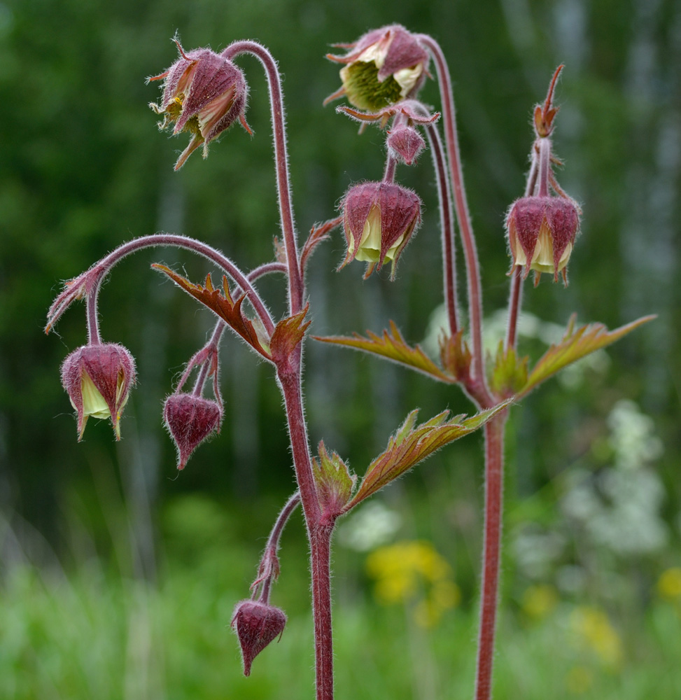 Image of Geum rivale specimen.