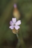 Image of taxon representative. Author is Максим Гуляев