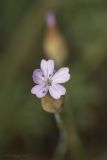 Petrorhagia prolifera