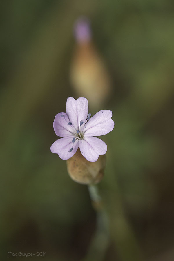 Image of Petrorhagia prolifera specimen.