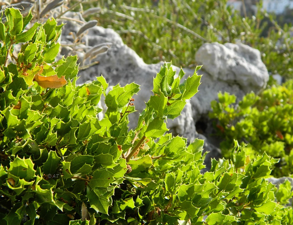 Изображение особи Quercus coccifera.