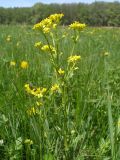 Barbarea vulgaris