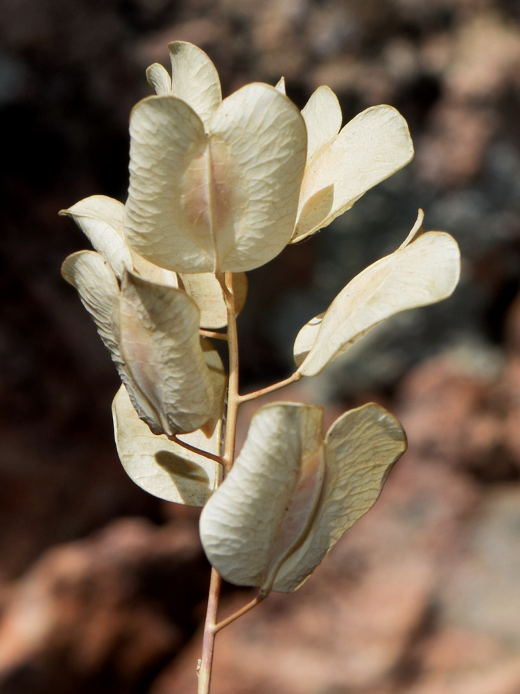 Изображение особи Neurotropis kotschyana.