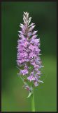 Dactylorhiza fuchsii. Соцветие. Бурятия, Кабанский р-н, окр. ж.-д. ст. Речка Мишиха, разнотравный луг на прибайкальской террасе. 16.07.2013.