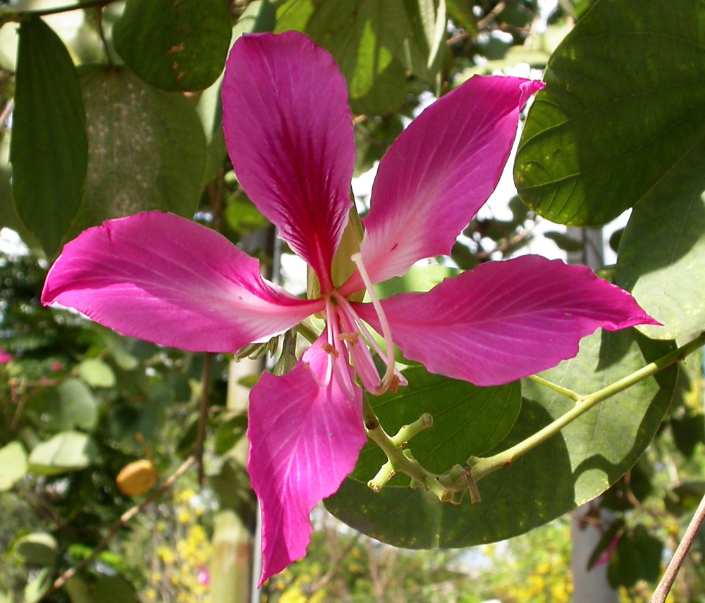 Изображение особи Bauhinia variegata.