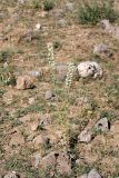 Delphinium pavlovii. Цветущее растение. Южный Казахстан, горы Алатау (Даубаба), Западное ущелье. 08.07.2014.