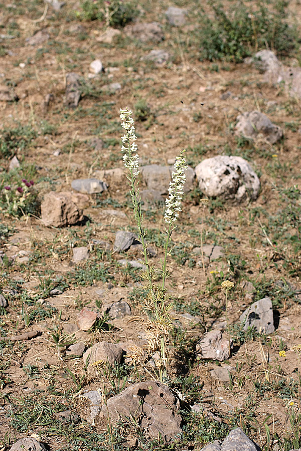 Image of Delphinium pavlovii specimen.