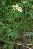 Trifolium spryginii. Цветущее растение. Челябинская обл., окр. г. Челябинск, Золотая горка, разнотравная поляна в берёзовом лесу. 05.07.2014.