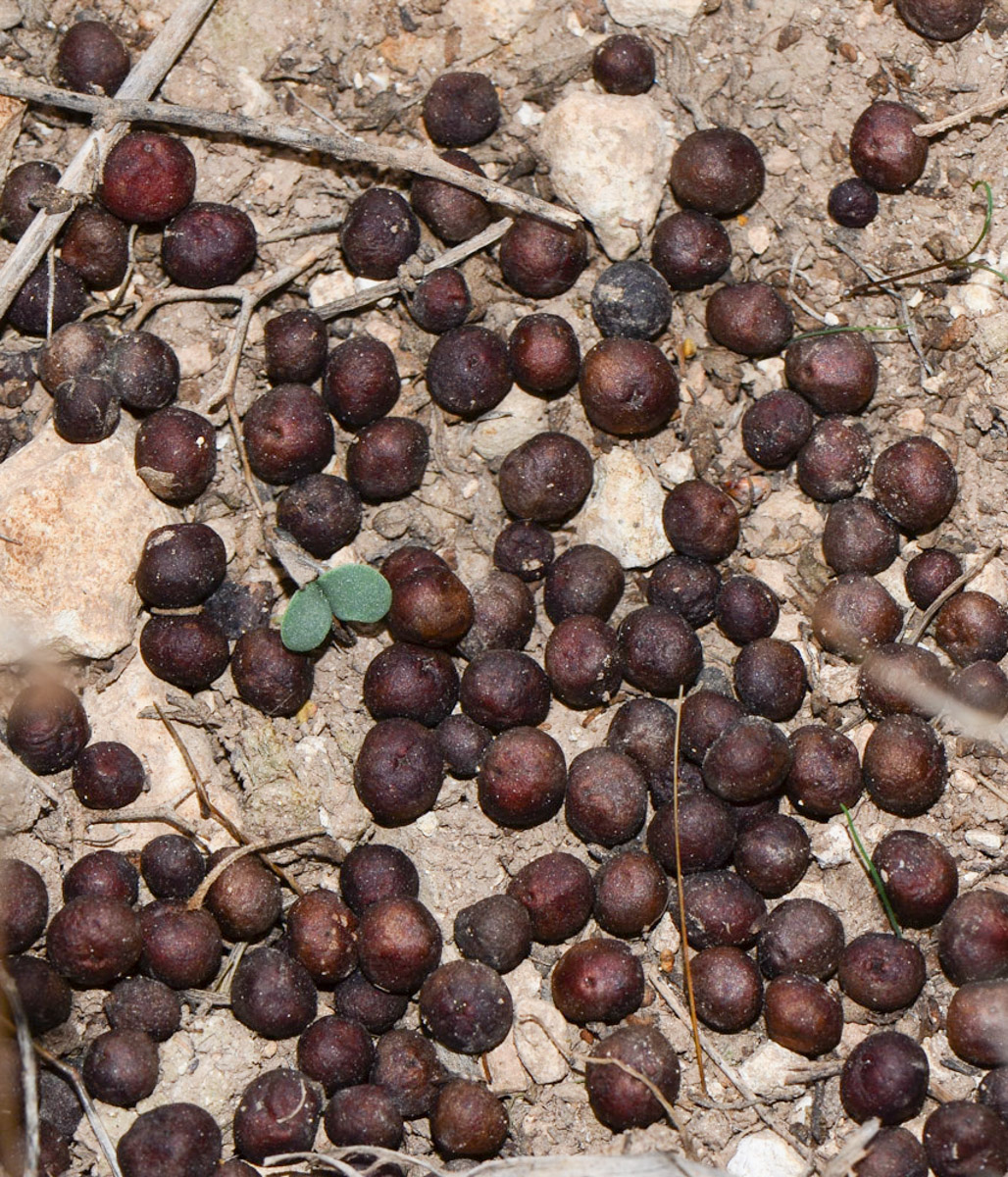 Изображение особи Sarcopoterium spinosum.