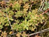 Sedum album