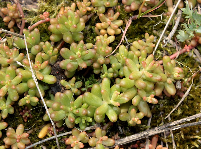 Изображение особи Sedum album.