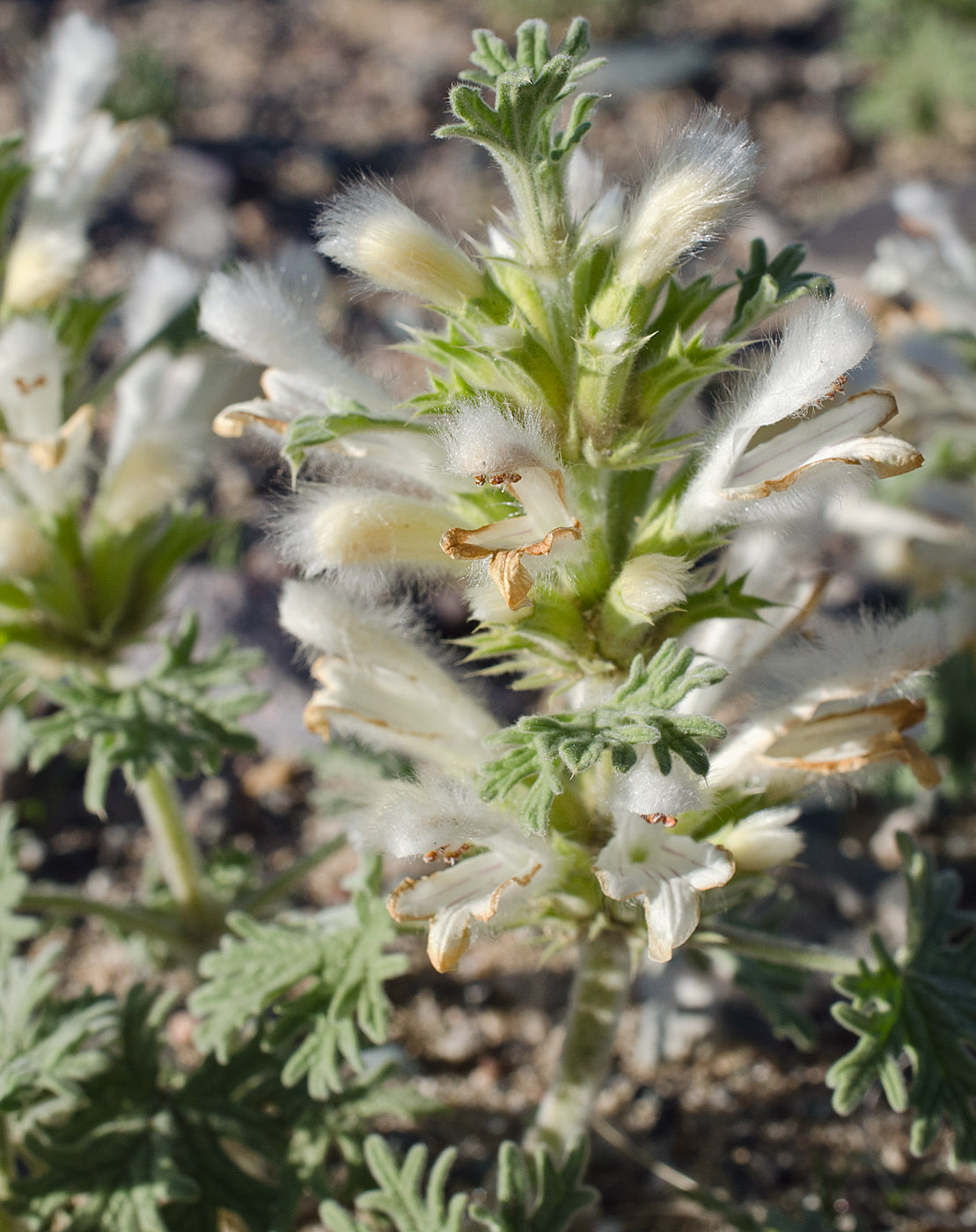 Image of Panzerina canescens specimen.