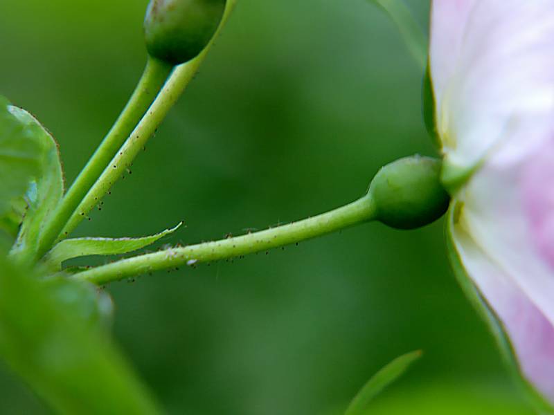 Image of Rosa acicularis specimen.