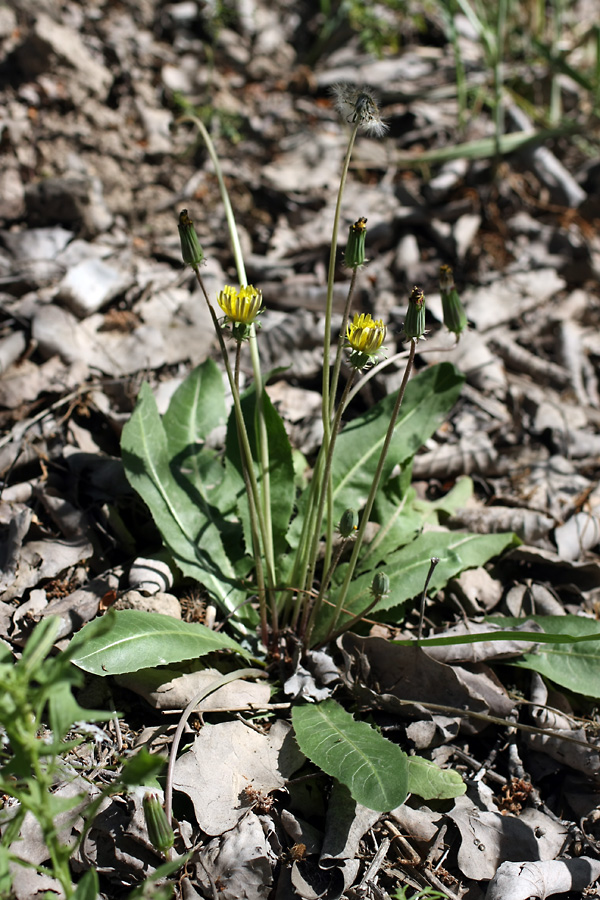 Image of Taraxacum monochlamydeum specimen.