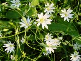 genus Stellaria. Цветки и бутоны. Якутия (Саха), Алданский р-н, северная окраина Алдан. 14.06.2012.