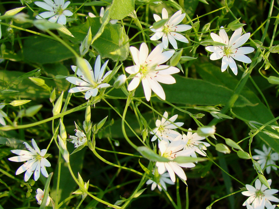 Image of genus Stellaria specimen.