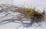 Carex capillaris